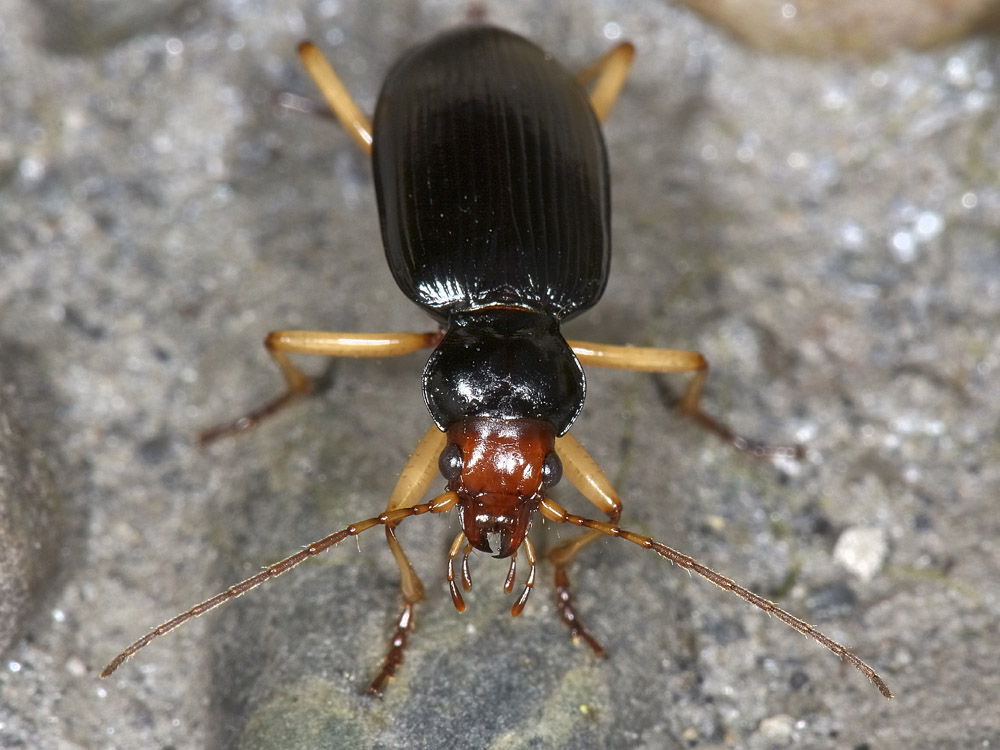 Nebria picicornis